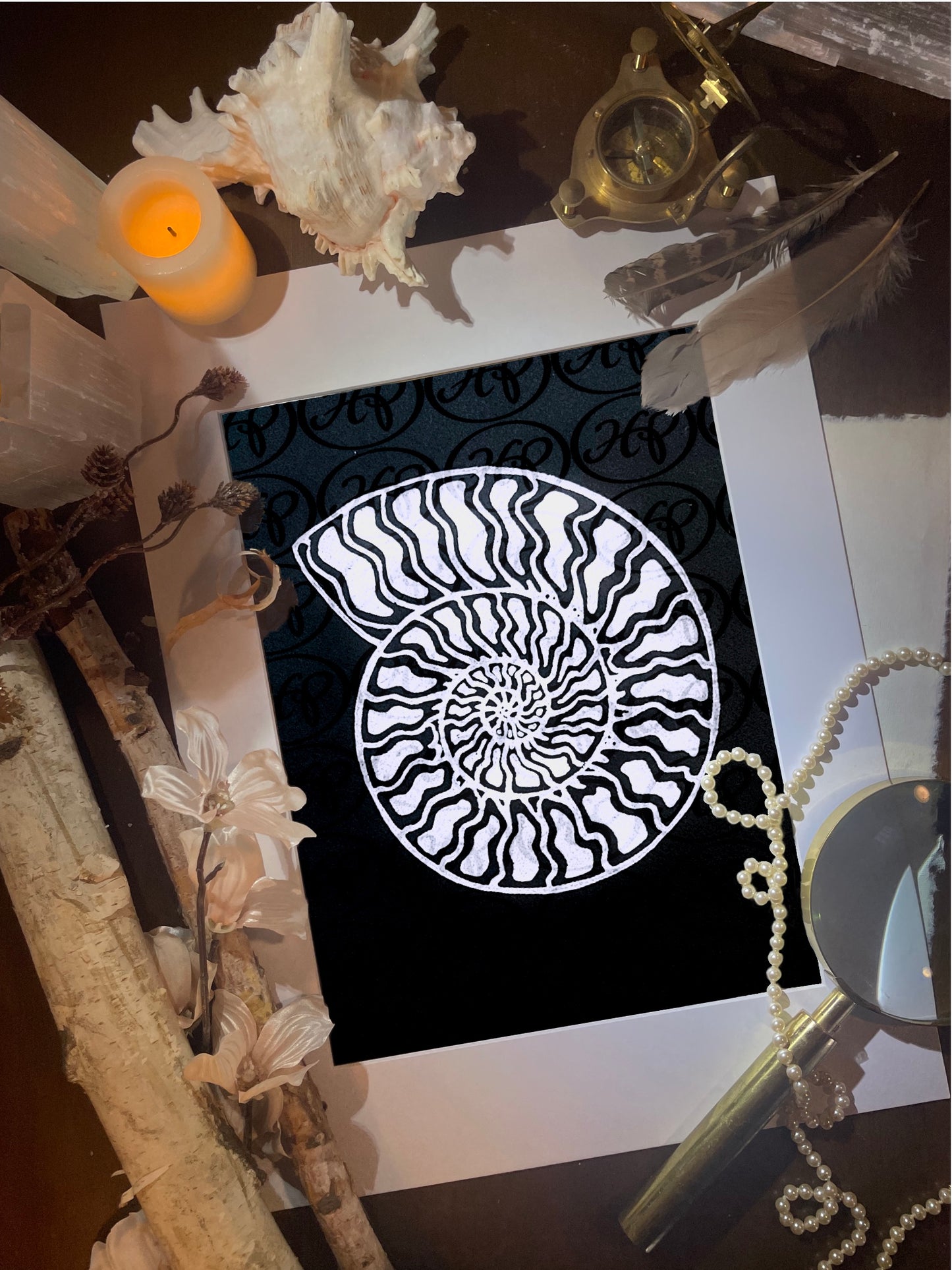 White Ammonite
