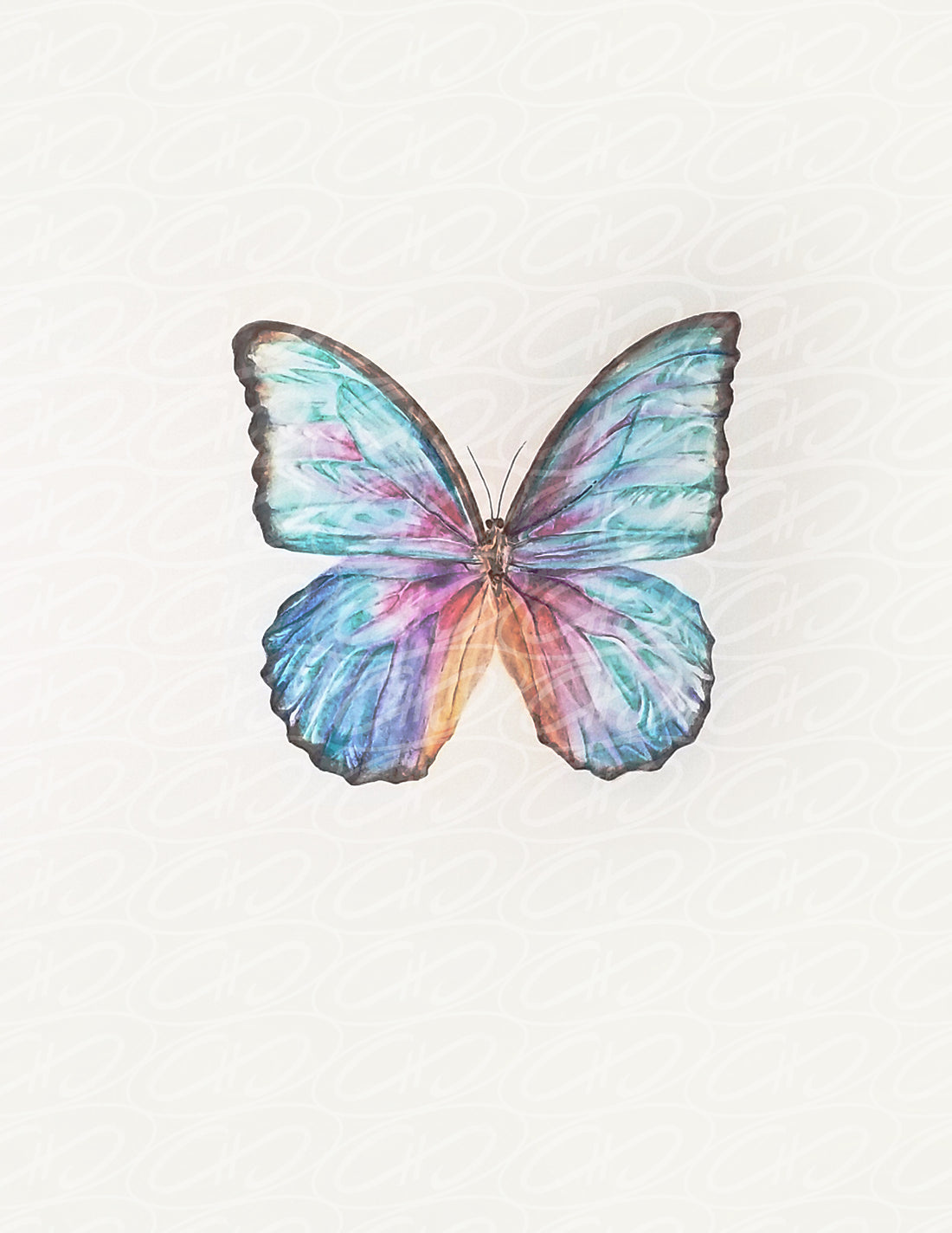 Butterfly, 8”x10”