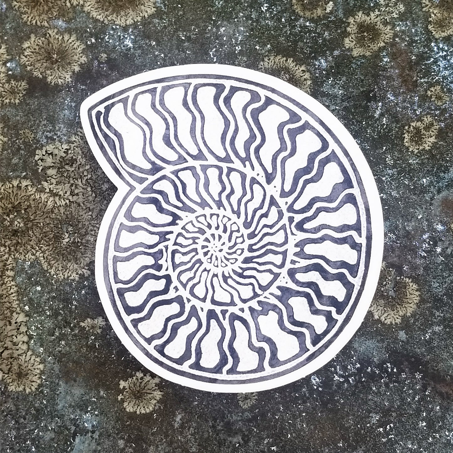 Ammonite 3-Pack