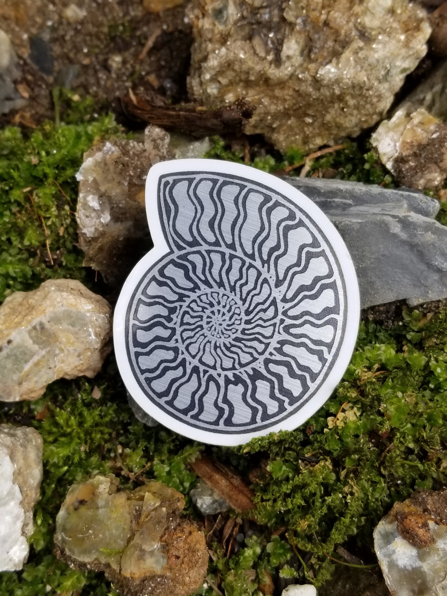 Ammonite 3-Pack